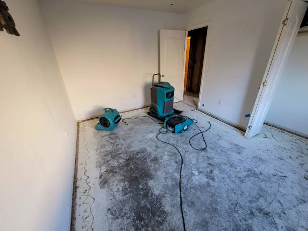 Best Mold removal after water damage  in Woodstown, NJ