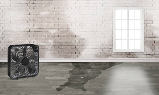 Best Professional water damage repair  in Woodstown, NJ